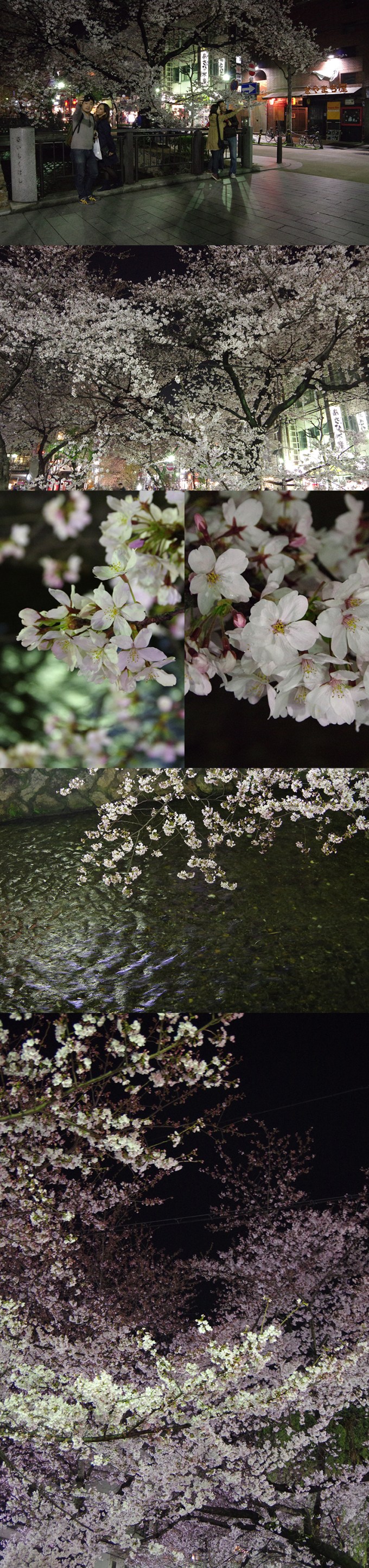 WP_sakura2015_4