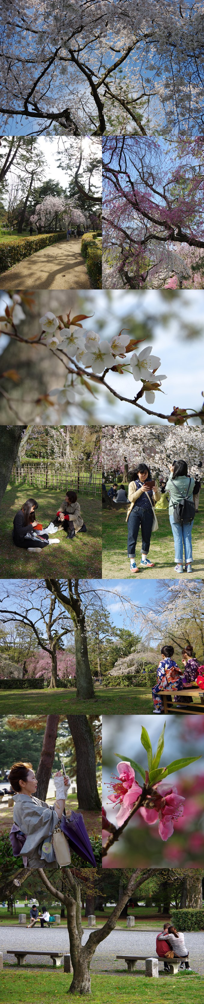 WP_sakura2015_8