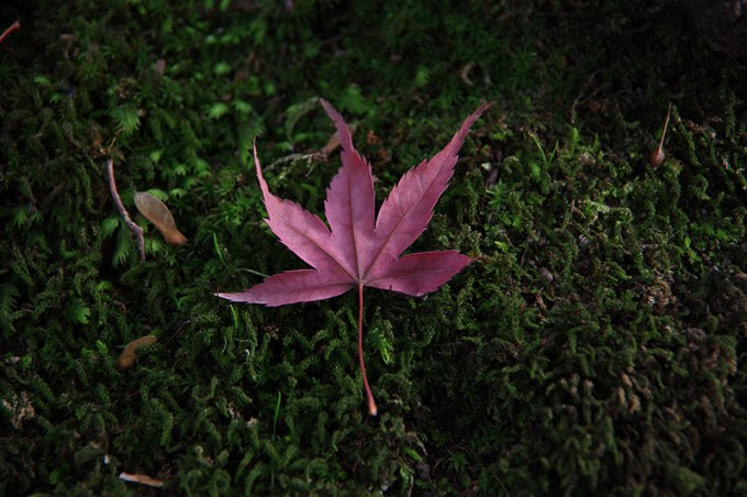 WP_kanazawa_feature_petitpost