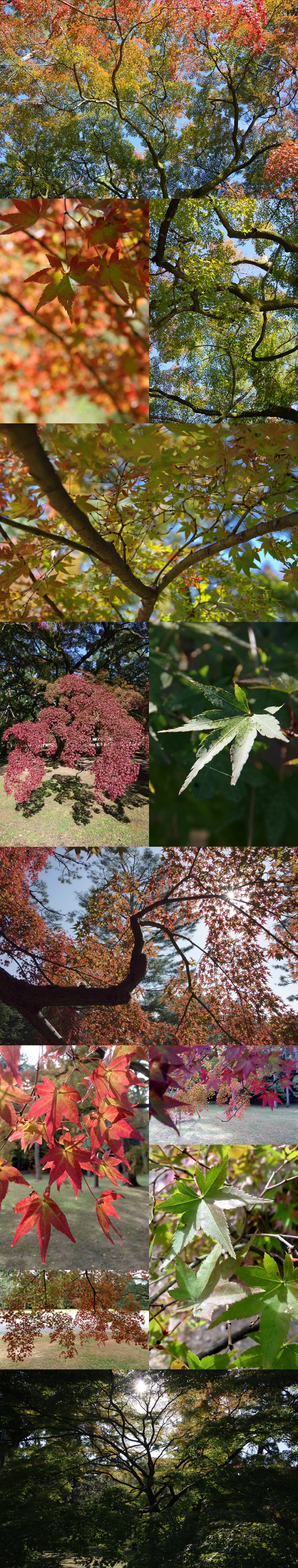 WP_momiji_1