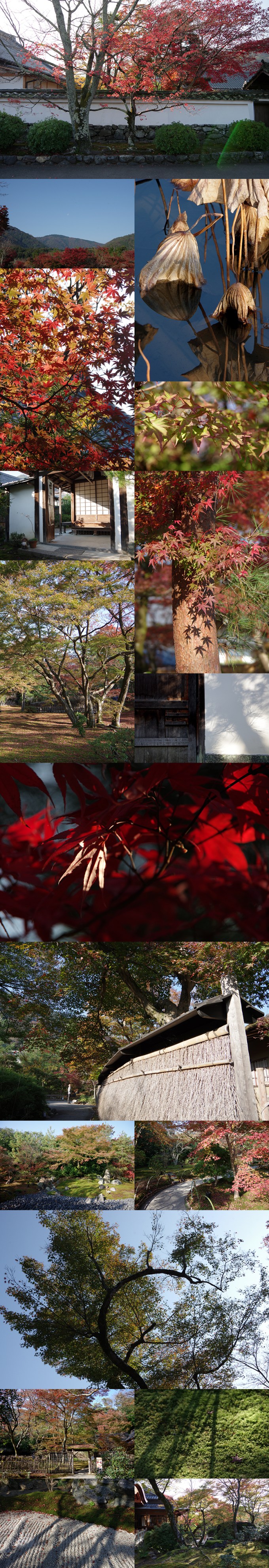 WP_momiji_arashiyama_1