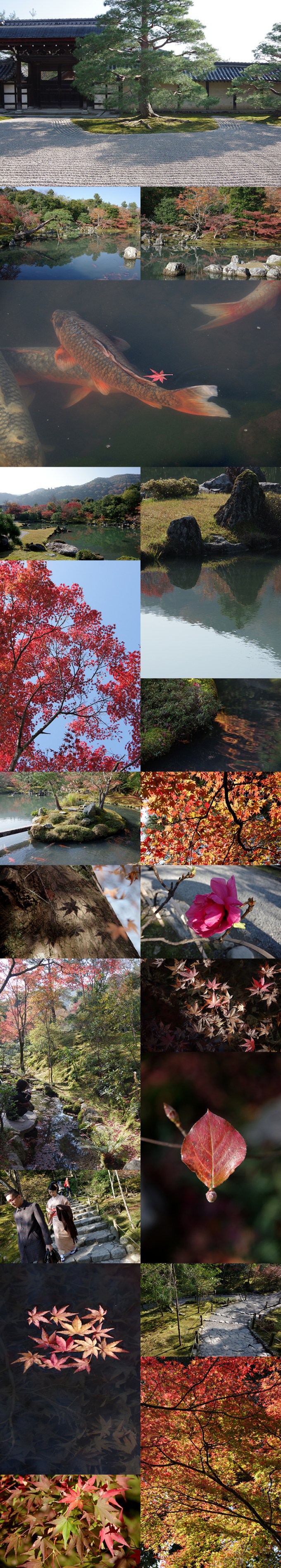 WP_momiji_arashiyama_3