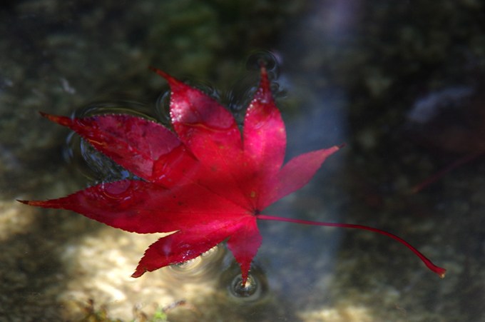 WP_momiji_arashiyama_FB_2